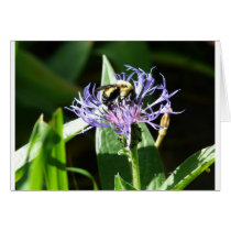 bumble bee,on a bachelor button greeting card