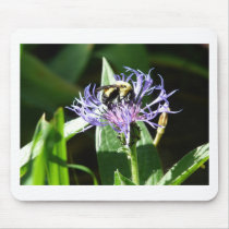bumble bee,on a bachelor button mouse pad