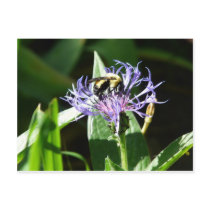 bumble bee,on a bachelor button post card