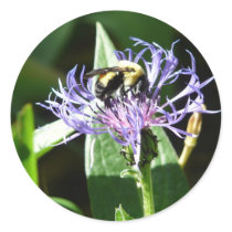 bumble bee,on a bachelor button round sticker