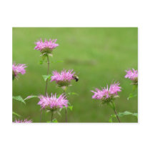 Bumble Bee on Bee Balm Flower Postcard