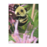 Bumble Bee on Bee Balm Postcard