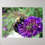 Bumble Bee on Butterfly Bush Poster