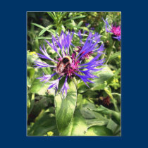 Bumble Bee on Knapweed Flower Postcard postcards