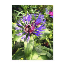 Bumble Bee on Knapweed Flower Postcard