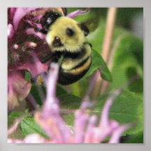Bumble Bee On Poster Print