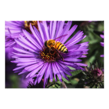 Bumble Bee on Purple Aster Flower Photo