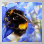Bumble Bee Poster posters