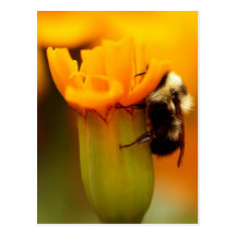 Bumble Bee with Marigold Postcards
