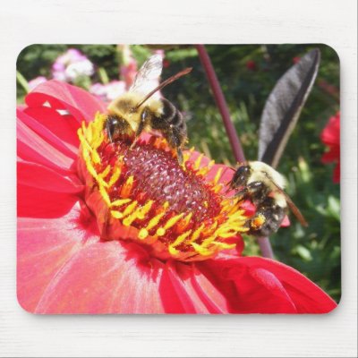 Bumble Bees on Dahlia ~ mousepad by Andy2302