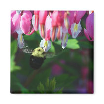 Bumblebee and Bleeding Hearts Magnets