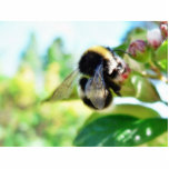 Bumblebee Collecting Polen Photo Cutout