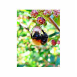 Bumblebee Macro photo sculptures