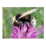 Bumblebee on a Thistle Postcard