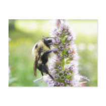 Bumblebee On Agastache Flower Post Card