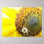 Bumblebee on Sunflower01 Poster