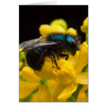 Bumblebee Pollinating Greeting Card