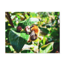 Bumblebee Post Card