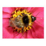 Bumblebee Postcard