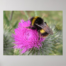 Bumblebee Poster