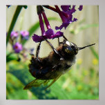 Bumblee Bee macro posters