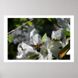 Bumbling bee posters