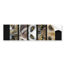 Bumper Sticker - Animals Eyes