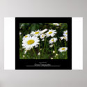 Bunch of Daisies posters
