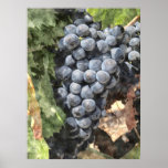 Bunch of Grapes Poster