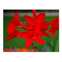 Bunch of Red Flowers Postcard