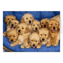 bunch of retriever puppies card