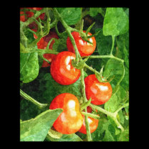 Bunch of Tomatoes posters