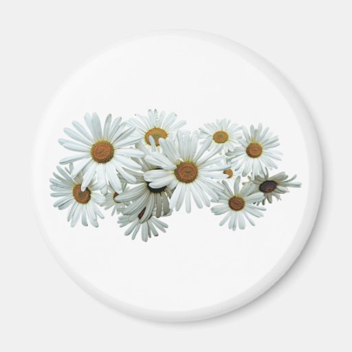 Bunch of White Daisies Refrigerator Magnets