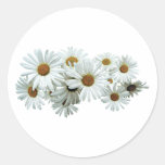 Bunch of White Daisies Round Sticker