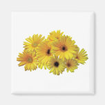 Bunch of Yellow Daisies Refrigerator Magnet