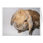 Bunny Bathtime Cards