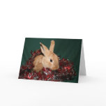 Bunny Christmas cards