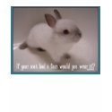 bunny coat t-shirts