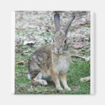 bunny fridge magnet