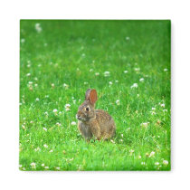 Bunny In Clover Magnets