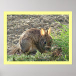 Bunny in Grass posters