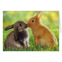 Bunny Kiss Cards