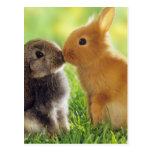 Bunny Kiss Postcard