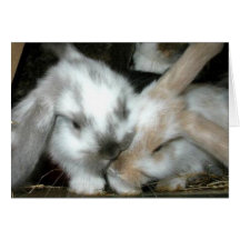 Bunny Love Anniversary Cards