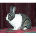 Bunny Magnet photo sculptures