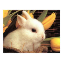 bunny postcard 9