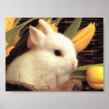 Bunny poster 10