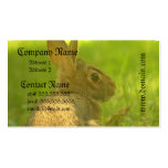 Bunny Rabbit Business Cards