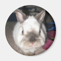 Bunny Rabbit Round Magnet