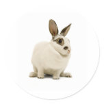 Bunny stickers